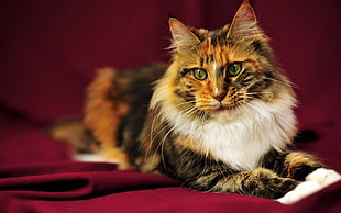 adult calico cat HD wallpaper